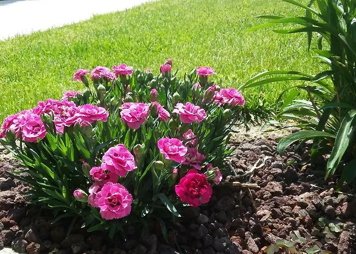 Residenza Leon 4* 카스텔누보델가다